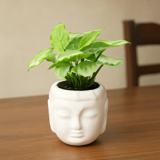 Syngonium Yammi in 4 Inch Ceramic Buddha Planter
