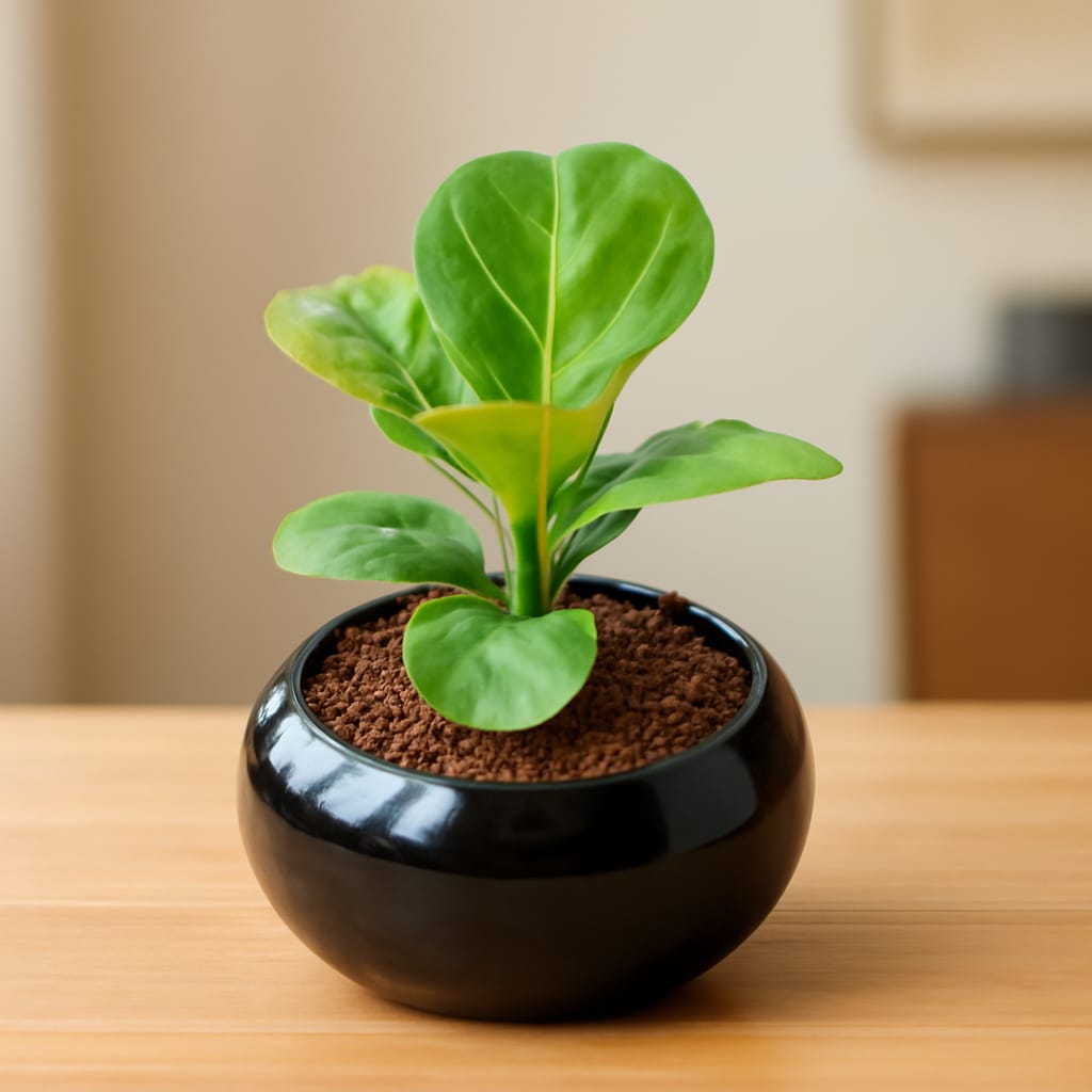 Fiddle Leaf / Ficus Lyrata In 6 Inch  Premium Ceramic Bowl (Any Colour)