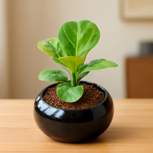 Fiddle Leaf / Ficus Lyrata In 6 Inch  Premium Ceramic Bowl (Any Colour)