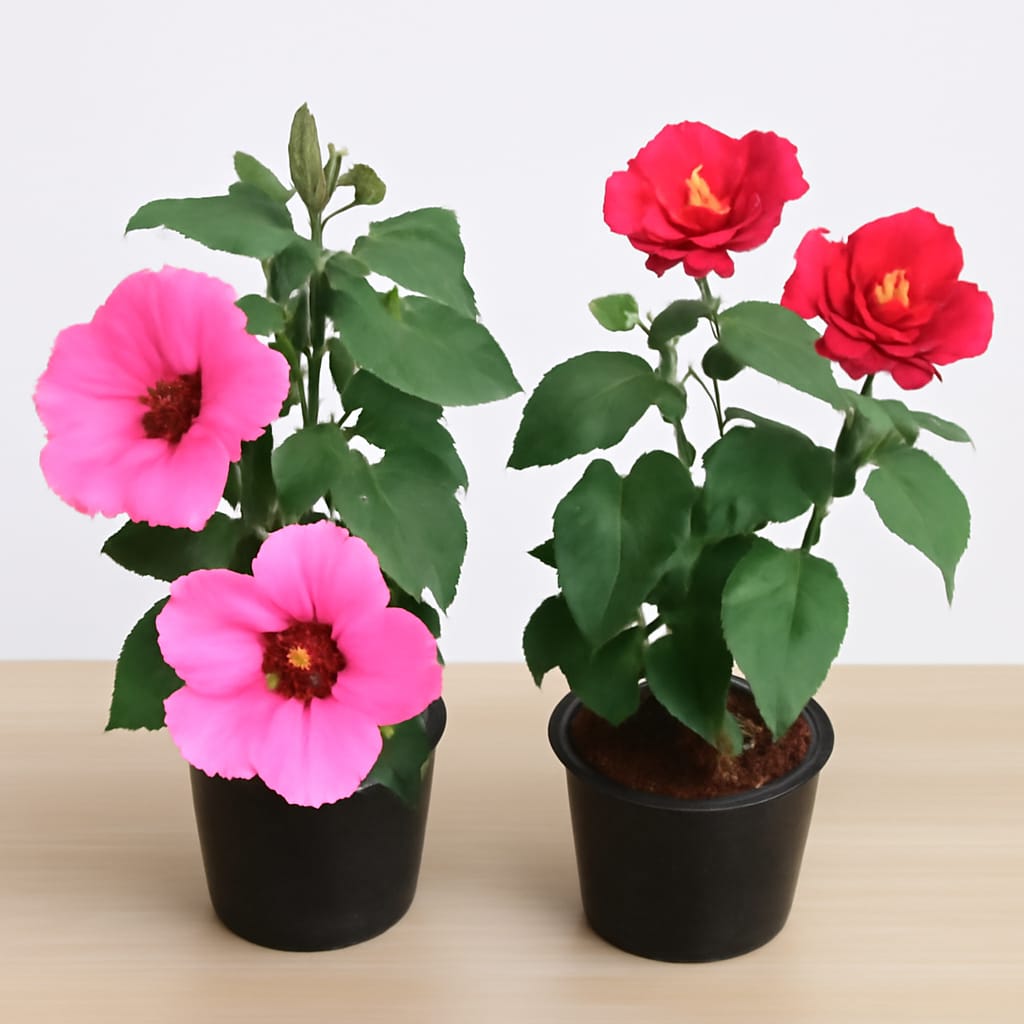 Set of 2 Hybrid Hibiscus in 6 Inch Nursery Pot (Any Colour)