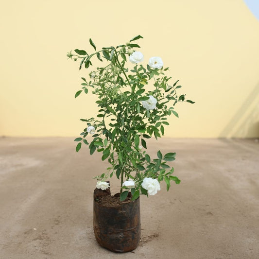 Miniature / Button Rose White in 8 inch Nursery bag