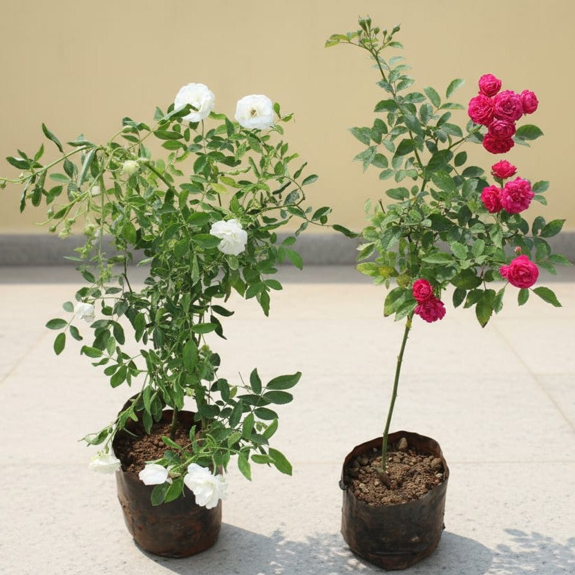 Set of 2 Miniature / Button Rose White and Red in 8 Inch Nursery Bag