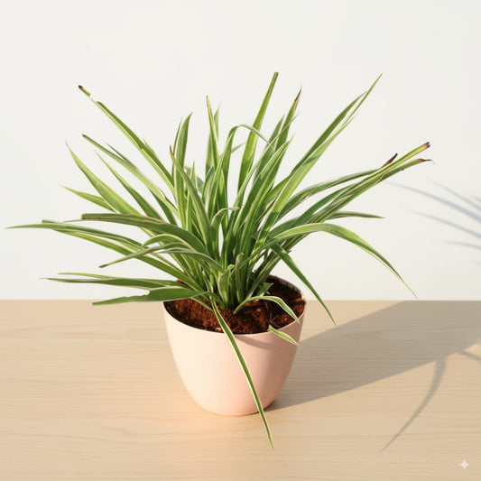 Spider Plant In 4 Inch Pink Orchid Round Plastic Pot