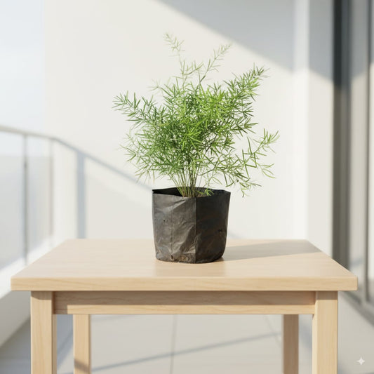 Asparagus Desi / densiflorus Marry in 4 inch Nursery Bag
