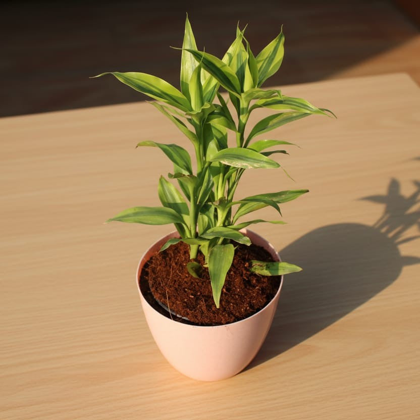 Golden Lucky Bamboo In 4 Inch Pink Orchid Round Plastic Pot