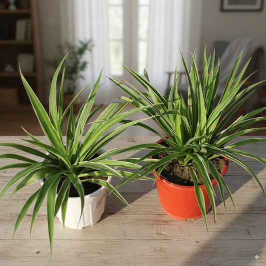 Set of 2 Spider Plant in 6 inch Red and White Nursery Pot