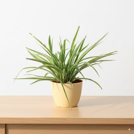 Spider Plant in 4 inch Beige Marble Orchid Round Plastic Pot