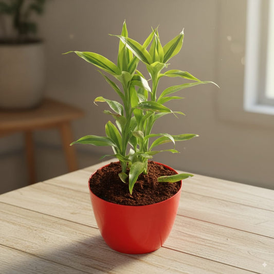 Golden Lucky Bamboo In 4 Inch Red Orchid Round Plastic Pot