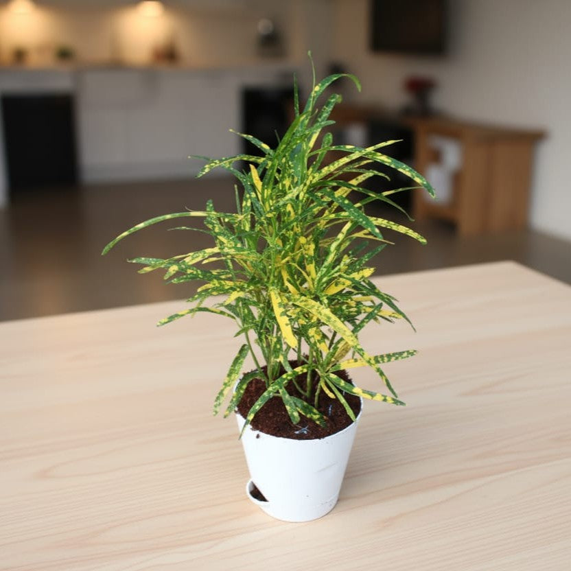 Chironji Croton In 4 Inch White Self Watering Pot