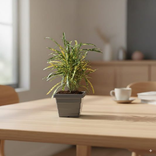 Chironji Croton In 4 Inch Grey Orchid Square Plastic Pot