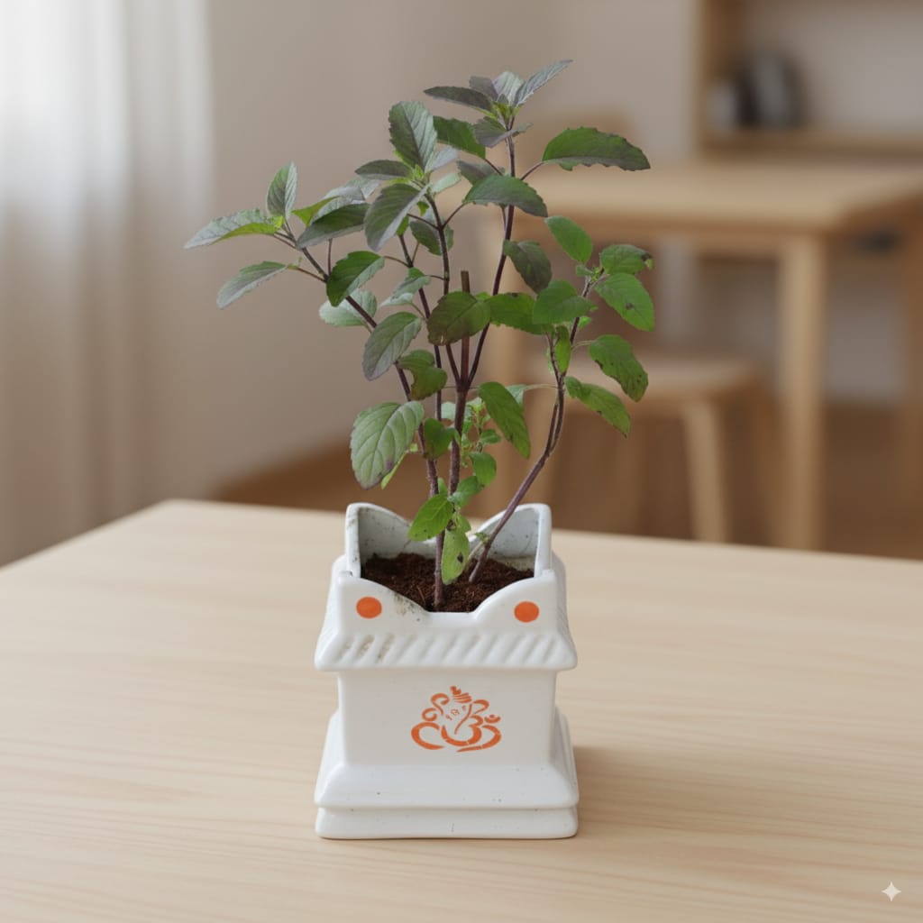 Tulsi Plant in 4 inch Ceramic Tulsi Planter (Any Colour & Design)