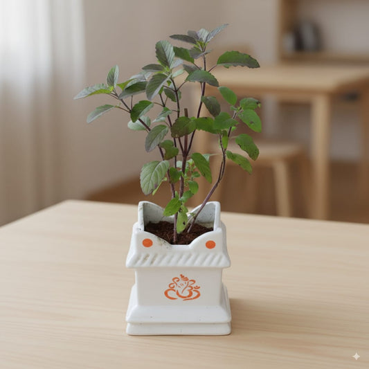 Tulsi Plant in 4 inch Ceramic Tulsi Planter (Any Colour & Design)