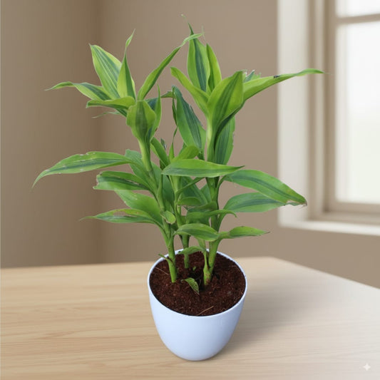 Golden Lucky Bamboo in 4 Inch White Orchid Round Plastic Pot