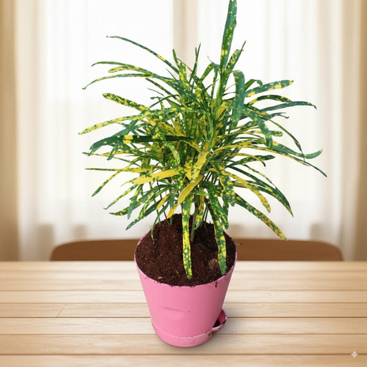 Chironji Croton In 4 Inch Pink Florence Self Watering Pot