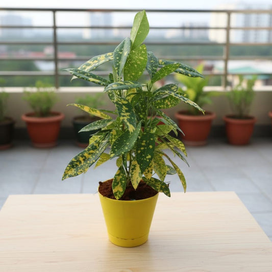 Baby Croton In 4 Inch Yellow Florence Self Watering Pot