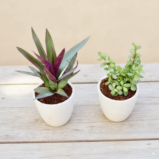 Set of 2 Rhoeo / Durangi and Jade Plant in 4 inch Classy Cup Ceramic Pot
