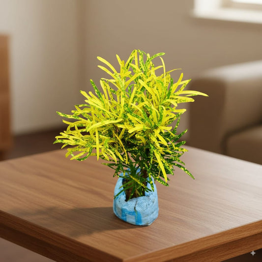 Chironji Croton / Gold Dust Croton in 4 Inch Nursery Bag