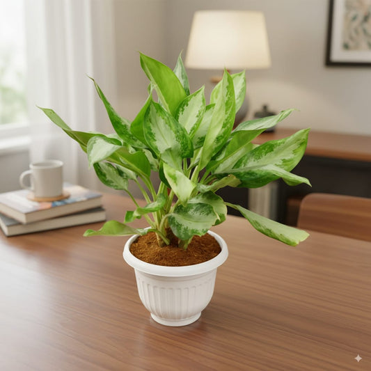Aglaonema Emrald Bay in 10 Inch White Olive Plastic Pot