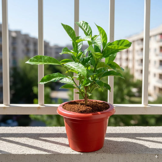 Double Chandni in 6 Inch Red Classy Plastic Pot