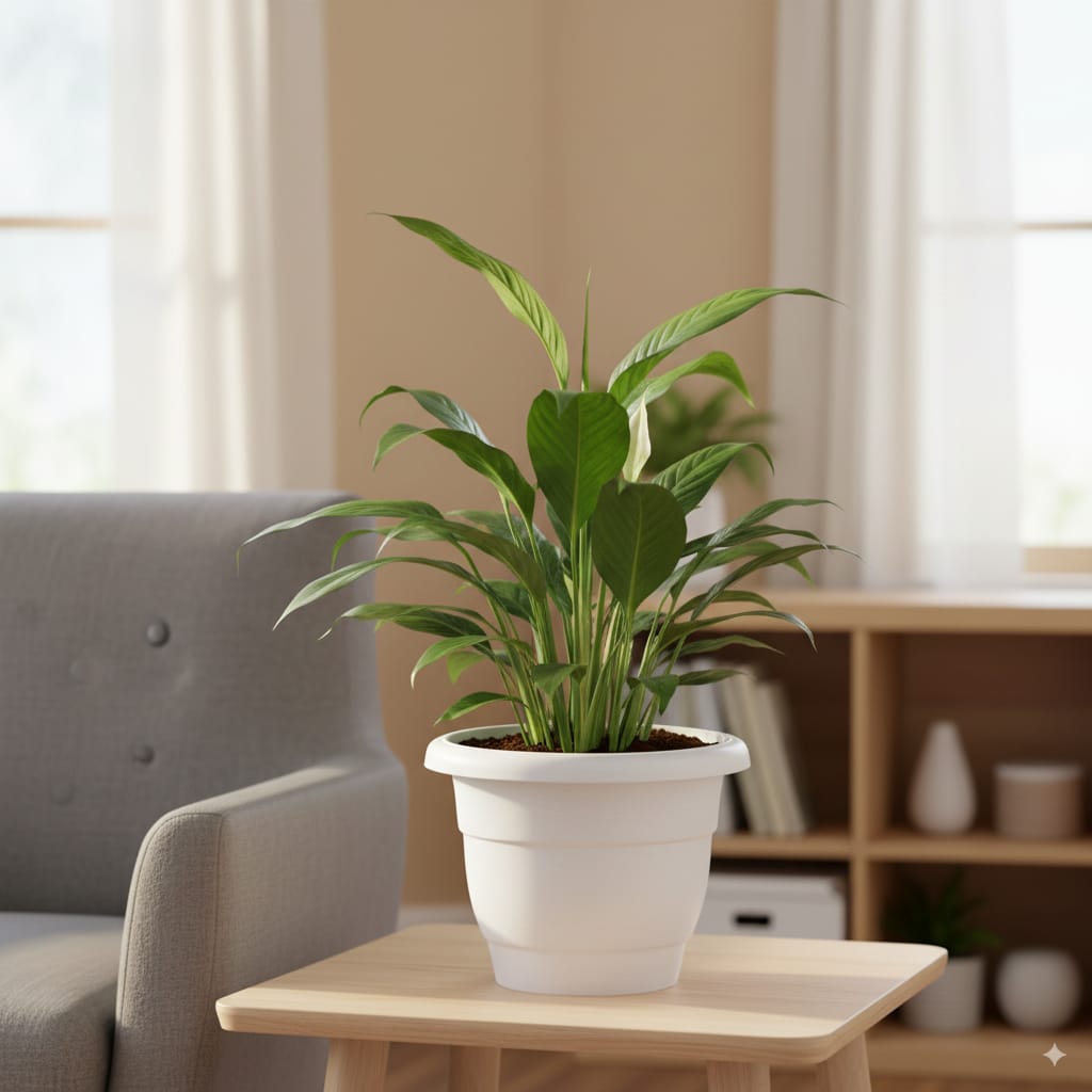 Peace Lily / Spathiphyllum in 10 Inch White Classy Plastic Pot