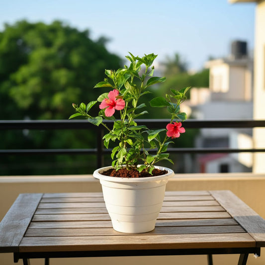 Hibiscus High Choice Pink / Red in 10 Inch White Classy Plastic Pot