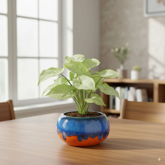 Syngonium White Dwarf in 4 Inch Premium Ceramic Bowl (Any Colour & Design )