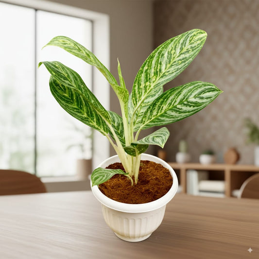 Aglaonema Moonlight Bay / Jharna in 10 Inch White 10 Inch White Olive Plastic Pot