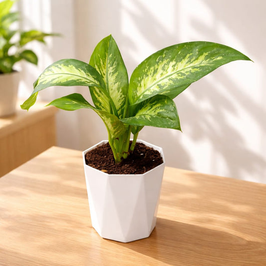 Dieffenbachia / Dumb Cane in 6 inch White Dyna Pot