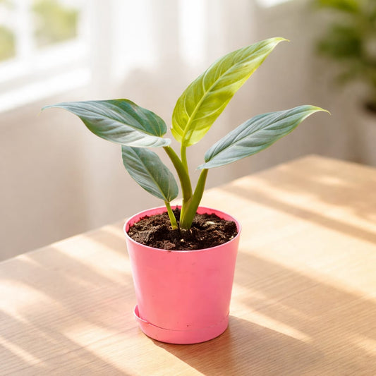 Philodendron Erubescens in 4 inch Pink Florence Self Watering Pot