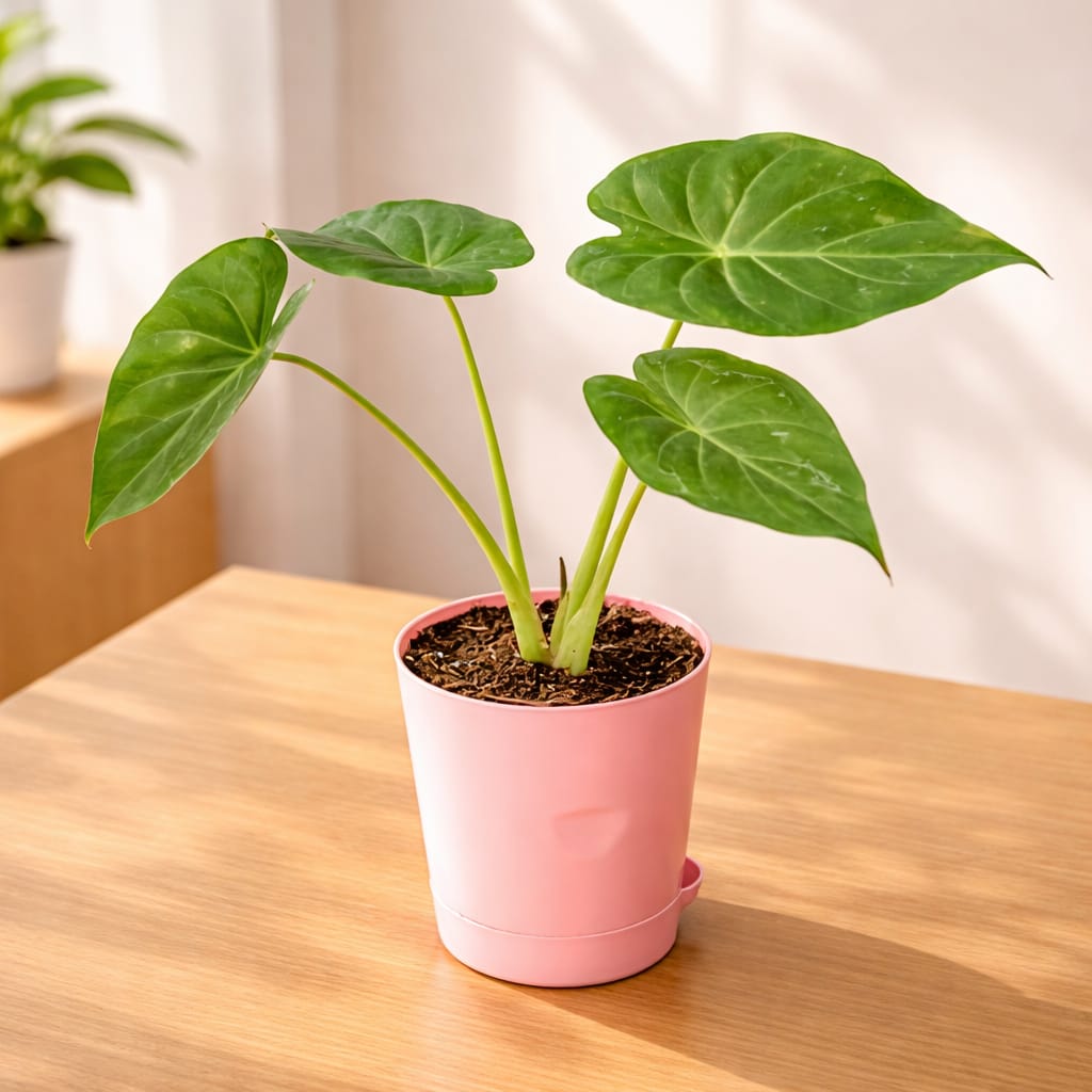 Alocasia Cucullata in 4 inch Pink Florence Self Watering Pot
