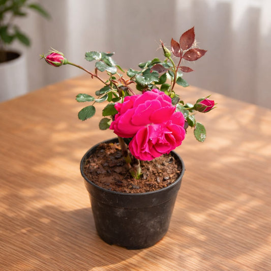 Desi Rose / Gulab ( Any Colour) in 6 inch Nursery Pot
