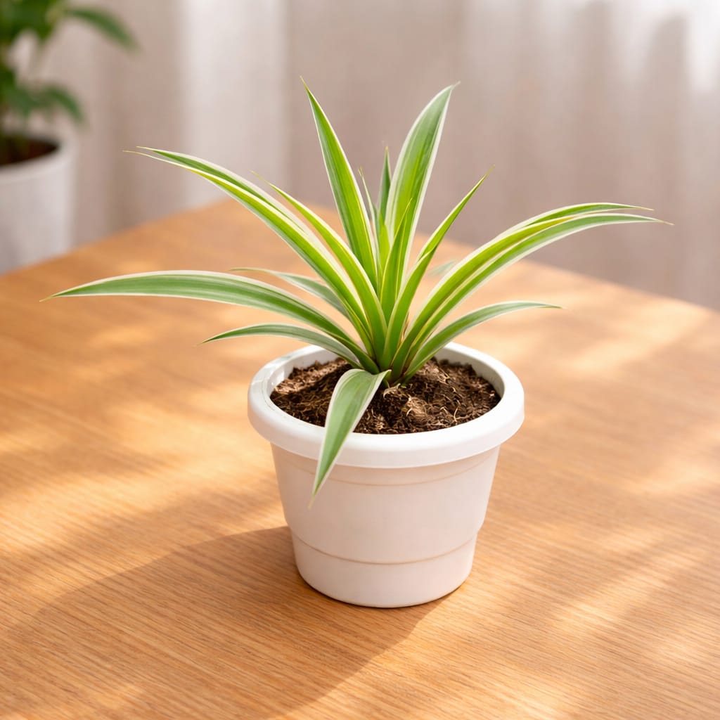 Air Purifier Spider Plant in 6 Inch White Classy Plastic Pot