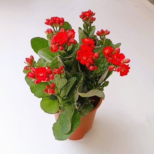 Kalanchoe Hybrid (Any Colour) in 6 inch Nursery Pot
