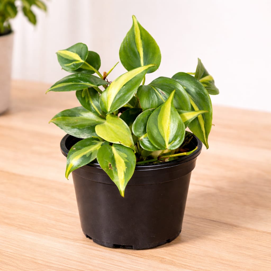 Philodendron Oxycardium Brasil in 4 inch Nursery Pot