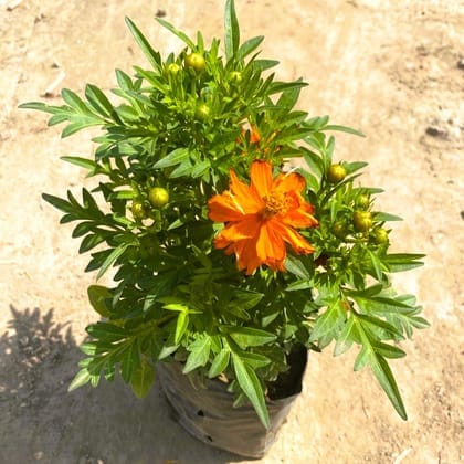 Cosmos Flower Plant In 4 Inch Nursery Bag