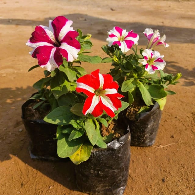 Set of 3 Petunia (Any Colour) in 4 Inch Nursery Bag