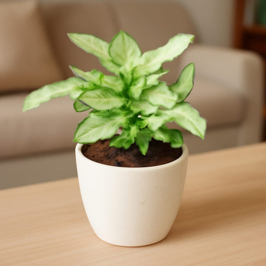 Buy Syngonium Yammi | 4 Inch Plant white classy Ceramic pot โ Outdoor plant online at Limkrt India