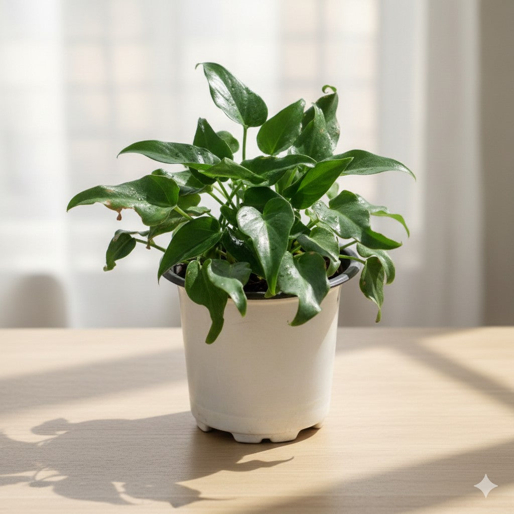 Philodendron Xanadu Dwarf Green in 4 Inch Nursery Pot