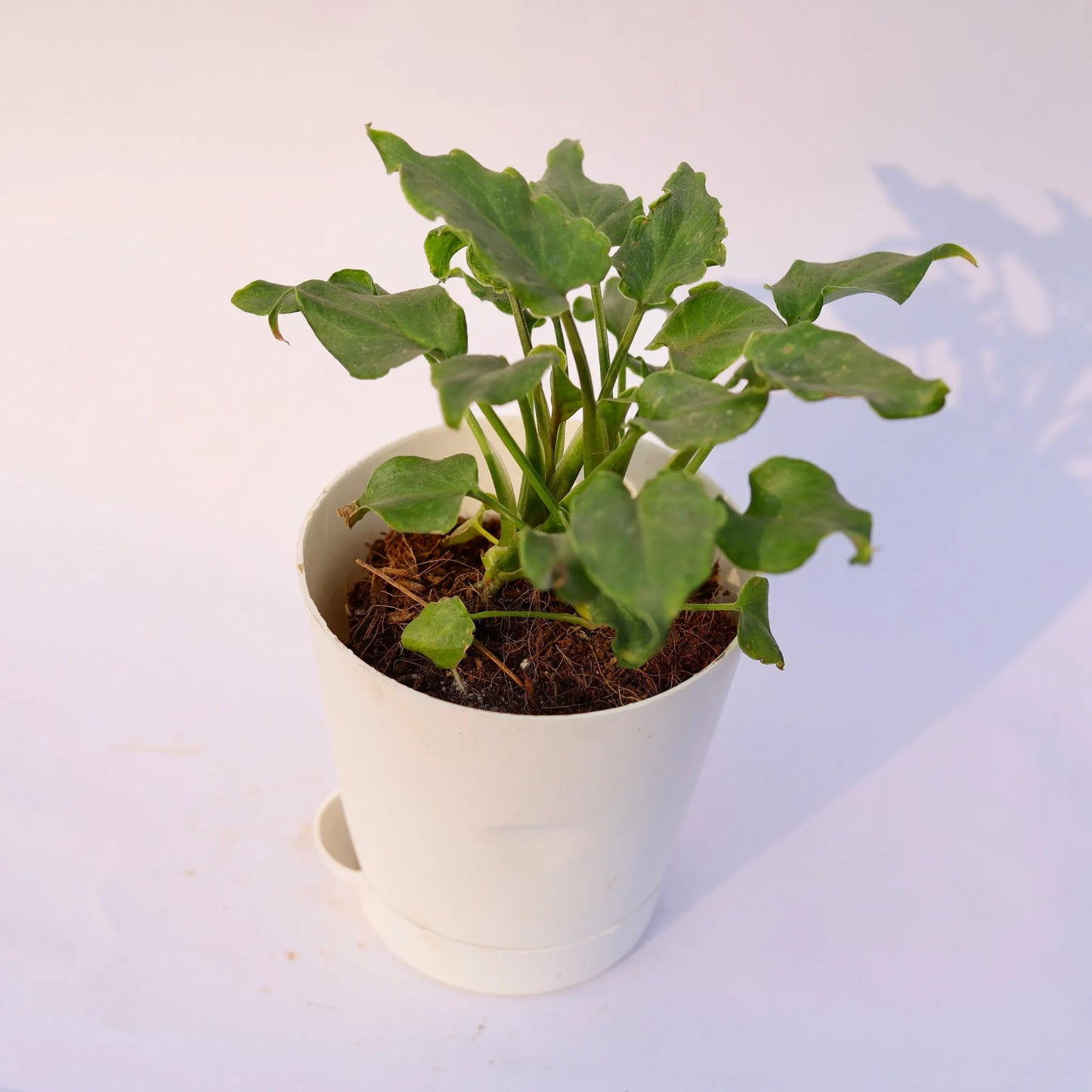 Xanadu Green | 4 Inch White Florence Self Watering Pot