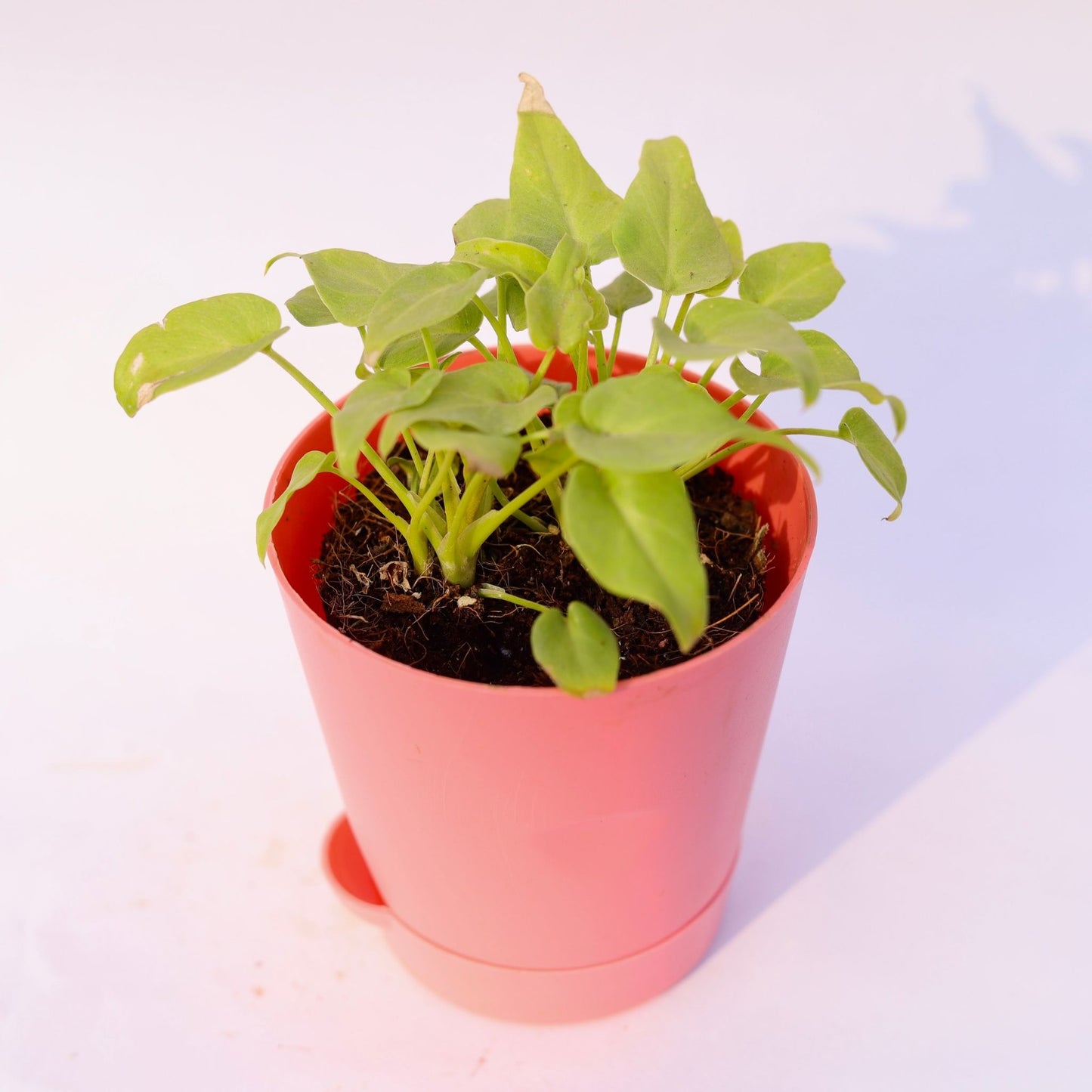 Xanadu Golden | 4 Inch Pink Florence Self Watering Pot
