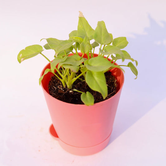 Xanadu Golden | 4 Inch Pink Florence Self Watering Pot