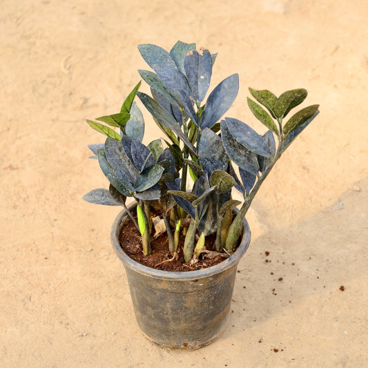 Buy ZZ Black | 6 Inch Plant nursery pot โ Outdoor plant online at Limkrt India
