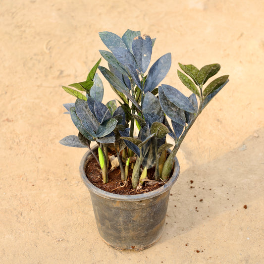 ZZ Black | 6 inch nursery pot