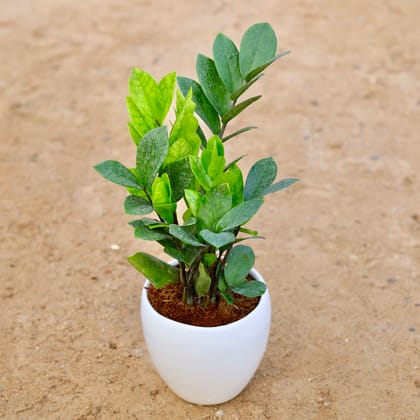 ZZ Green / Zamioculcas Zamiifolia in 6 inch Ceramic Pot (Any Colour)