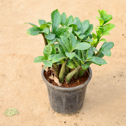 Buy ZZ Green | 6 Inch Plant nursery pot โ Outdoor plant online at Limkrt India
