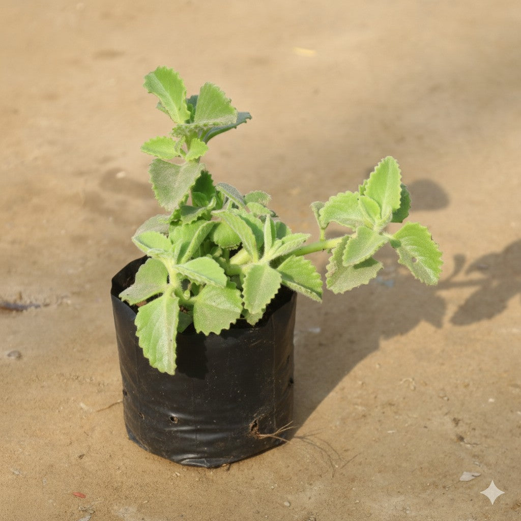 Ajwain Plant in 4 Inch Nursery Bag