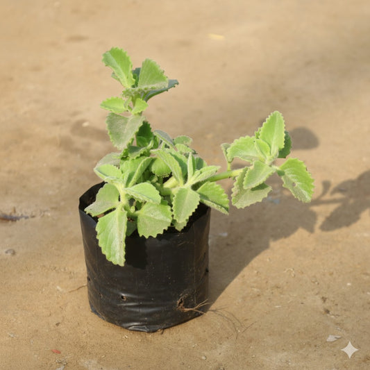 Ajwain Plant in 4 Inch Nursery Bag