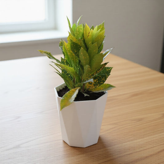 Baby Croton in 6 Inch White Premium Dyna Pot