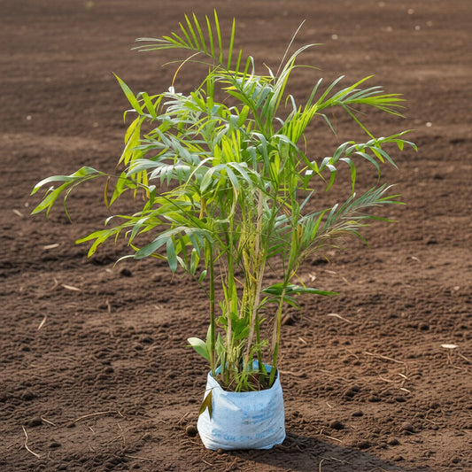 Bamboo Palm / Cane Palm / Scotia Palm (~4-5 Ft) in 12 Inch Nursery Bag