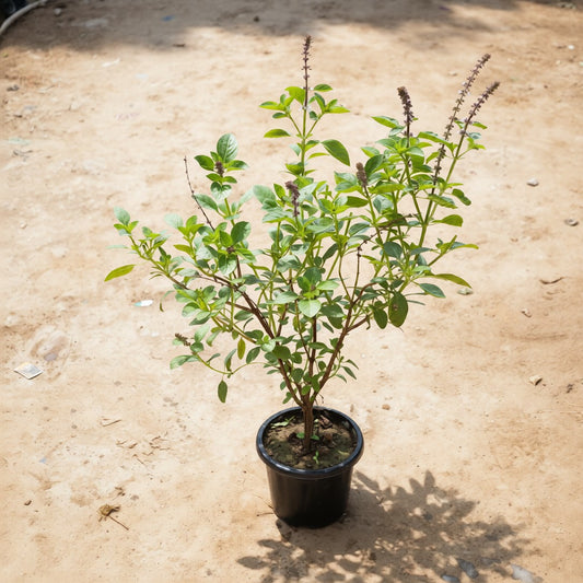 Basil Mother Plant in 8 Inch Nursery Pot